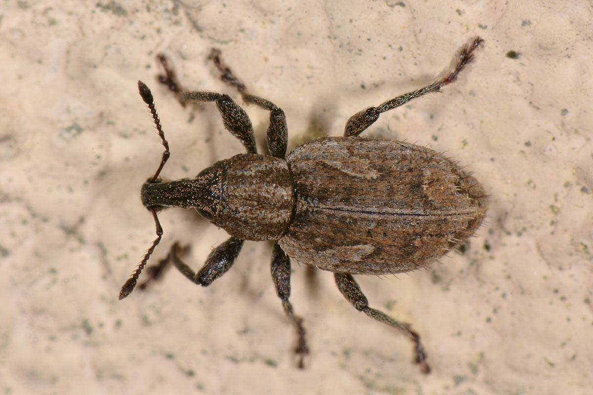 Curculionidae: Graptus nictitans singularis